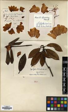 Type specimen at Edinburgh (E). Wilson, Ernest: 1866. Barcode: E00001568.