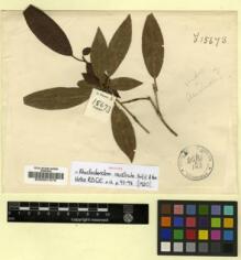 Type specimen at Edinburgh (E). Forrest, George: 15673. Barcode: E00001575.