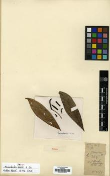 Type specimen at Edinburgh (E). Cavalerie, Pierre: 1074. Barcode: E00001577.