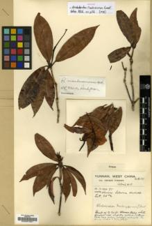 Type specimen at Edinburgh (E). Forrest, George: 16111. Barcode: E00001581.