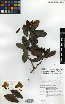 Type specimen at Edinburgh (E). Argent, George; Walpole, Peter: 1459. Barcode: E00001583.