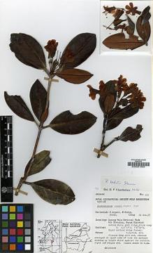 Type specimen at Edinburgh (E). Argent, George C.G.; Kerby, R.; Siduk & Lieng: 826. Barcode: E00001584.