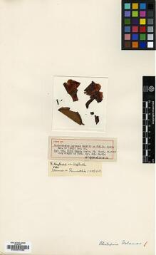 Type specimen at Edinburgh (E). Ramos, Maximo: 15252. Barcode: E00001585.