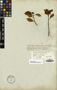 Type specimen at Edinburgh (E). Spruce, Richard: 3293. Barcode: E00001591.