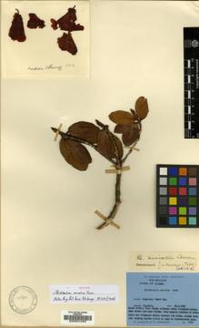 Type specimen at Edinburgh (E). Ludlow, Frank; Sherriff, George: 1710. Barcode: E00001593.