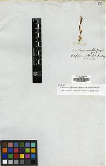 Type specimen at Edinburgh (E). Douglas, David: . Barcode: E00001598.