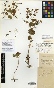 Type specimen at Edinburgh (E). Cavalerie, Pierre: 1881. Barcode: E00001603.