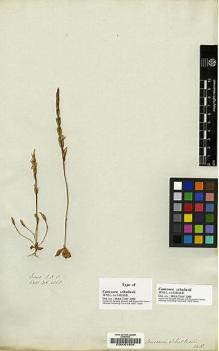 Type specimen at Edinburgh (E). Wallich, Nathaniel: 4368. Barcode: E00001604.