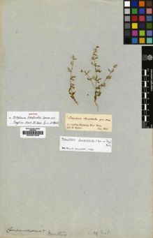Type specimen at Edinburgh (E). Spruce, Richard: . Barcode: E00001608.