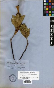 Type specimen at Edinburgh (E). Spruce, Richard: 4429. Barcode: E00001609.