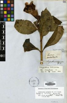 Type specimen at Edinburgh (E). Mathews, Andrew: 1317. Barcode: E00001613.