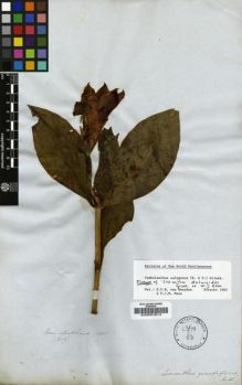 Type specimen at Edinburgh (E). Mathews, Andrew: 1317. Barcode: E00001614.
