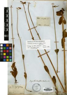 Type specimen at Edinburgh (E). Sellow, Friedrich: . Barcode: E00001620.