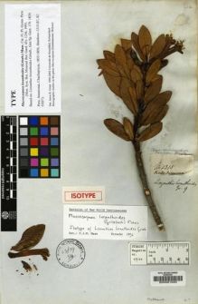 Type specimen at Edinburgh (E). Mathews, Andrew: 1315. Barcode: E00001630.