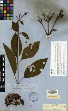 Type specimen at Edinburgh (E). Spruce, Richard: 4618. Barcode: E00001631.