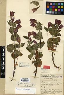 Type specimen at Edinburgh (E). Forrest, George: 18974. Barcode: E00001638.