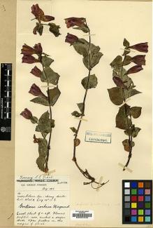 Type specimen at Edinburgh (E). Forrest, George: 18974. Barcode: E00001639.