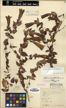 Type specimen at Edinburgh (E). Kingdon-Ward, Francis: 4984. Barcode: E00001642.