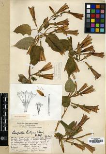 Type specimen at Edinburgh (E). Forrest, George: 839. Barcode: E00001643.