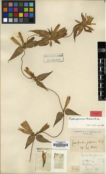 Type specimen at Edinburgh (E). Carles, William: 134. Barcode: E00001648.