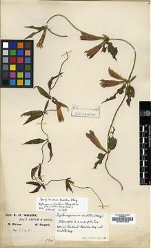 Type specimen at Edinburgh (E). Wilson, Ernest: 1742. Barcode: E00001649.