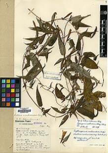 Type specimen at Edinburgh (E). Forrest, George: 25060. Barcode: E00001650.