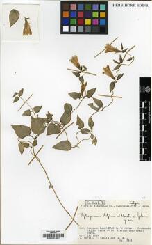 Type specimen at Edinburgh (E). Murata, J.; Yahara, T. & Im, H.T.: 15831. Barcode: E00001651.