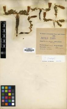 Type specimen at Edinburgh (E). Siehe, Walter: 248. Barcode: E00001652.