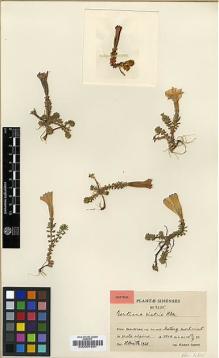 Type specimen at Edinburgh (E). Smith, Karl: 4345. Barcode: E00001681.