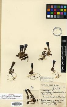Type specimen at Edinburgh (E). Forrest, George: 14205. Barcode: E00001710.