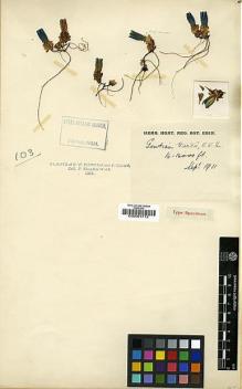 Type specimen at Edinburgh (E). Kingdon-Ward, Francis: 103. Barcode: E00001712.