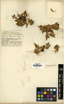 Type specimen at Edinburgh (E). Forrest, George: 3825. Barcode: E00001713.