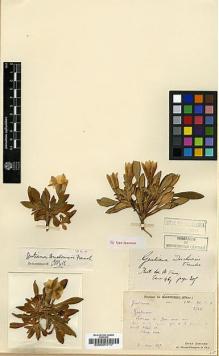 Type specimen at Edinburgh (E). Bodinier, Emile: 80,D,2548. Barcode: E00001717.
