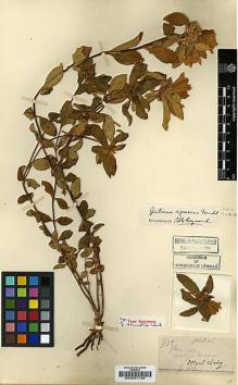 Type specimen at Edinburgh (E). Esquirol, Joseph: 701. Barcode: E00001728.