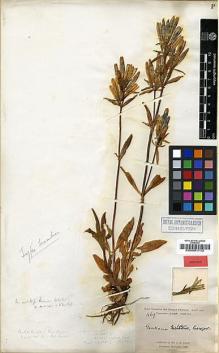 Type specimen at Edinburgh (E). Pratt, Antwerp: 469. Barcode: E00001732.