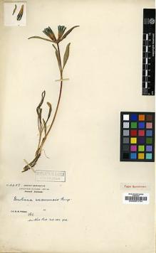 Type specimen at Edinburgh (E). Wilson, Ernest: 2457. Barcode: E00001734.