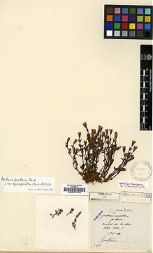 Type specimen at Edinburgh (E). Maire, Edouard-Ernest: . Barcode: E00001749.