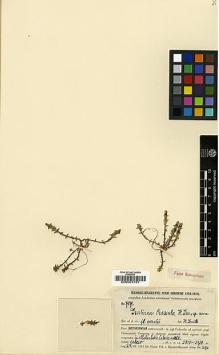 Type specimen at Edinburgh (E). Handel-Mazzetti, Heinrich: 7171. Barcode: E00001757.