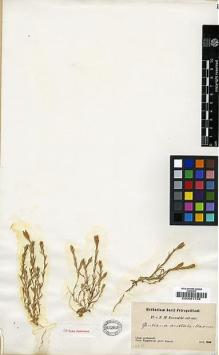Type specimen at Edinburgh (E). Przewalski, Nikolai: . Barcode: E00001758.