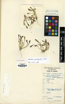 Type specimen at Edinburgh (E). Yu, Tse-tsun: 19747. Barcode: E00001759.