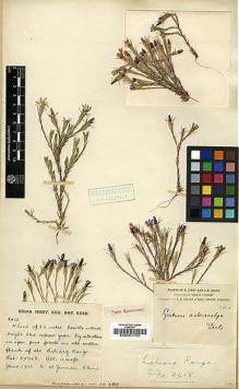 Type specimen at Edinburgh (E). Forrest, George: 2415. Barcode: E00001760.
