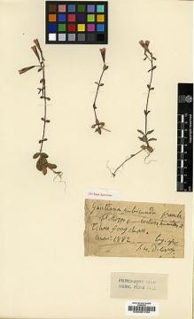 Type specimen at Edinburgh (E). Delavay, Pierre: . Barcode: E00001764.