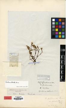 Type specimen at Edinburgh (E). Bulloch, F.L.: . Barcode: E00001766.