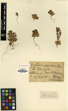 Type specimen at Edinburgh (E). Delavay, Pierre: . Barcode: E00001782.