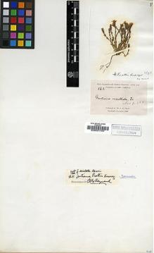 Type specimen at Edinburgh (E). Pratt, Antwerp: 563. Barcode: E00001783.