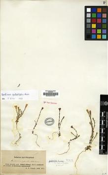 Type specimen at Edinburgh (E). Potanin, Grigorij: . Barcode: E00001786.