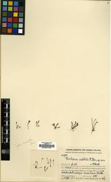 Type specimen at Edinburgh (E). Handel-Mazzetti, Heinrich: 9941. Barcode: E00001787.