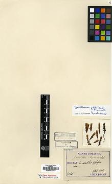 Type specimen at Edinburgh (E). Taquet, Emile: 3060. Barcode: E00001793.