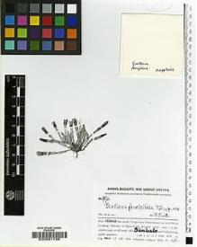 Type specimen at Edinburgh (E). Handel-Mazzetti, Heinrich: 9872. Barcode: E00001796.