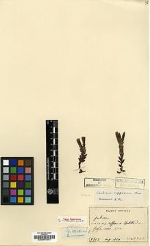 Type specimen at Edinburgh (E). Faurie, Urbain: 5953. Barcode: E00001801.